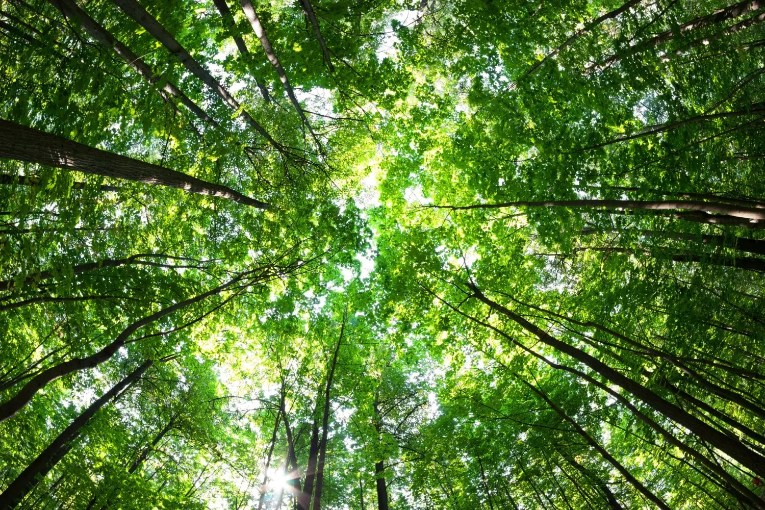 Green forest sustainability tree